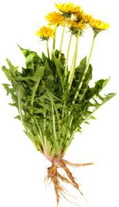 Dandelion Root Extract Powder