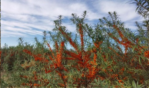 sea buckthorn2