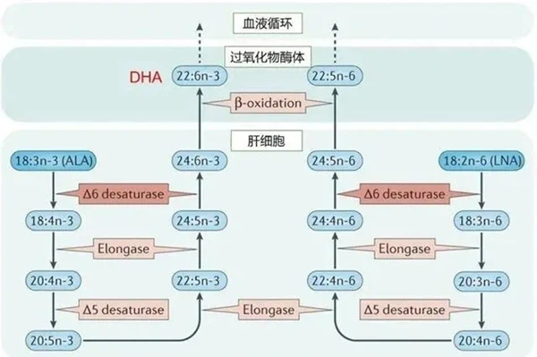 What is DHA What is DHA
